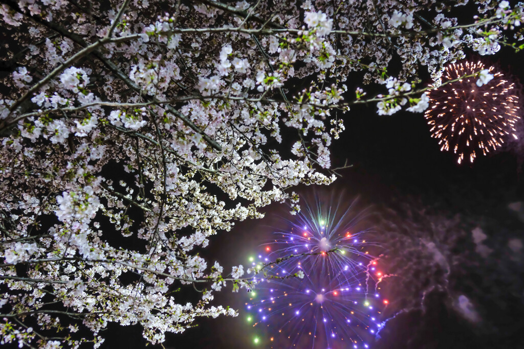 夜桜と花火