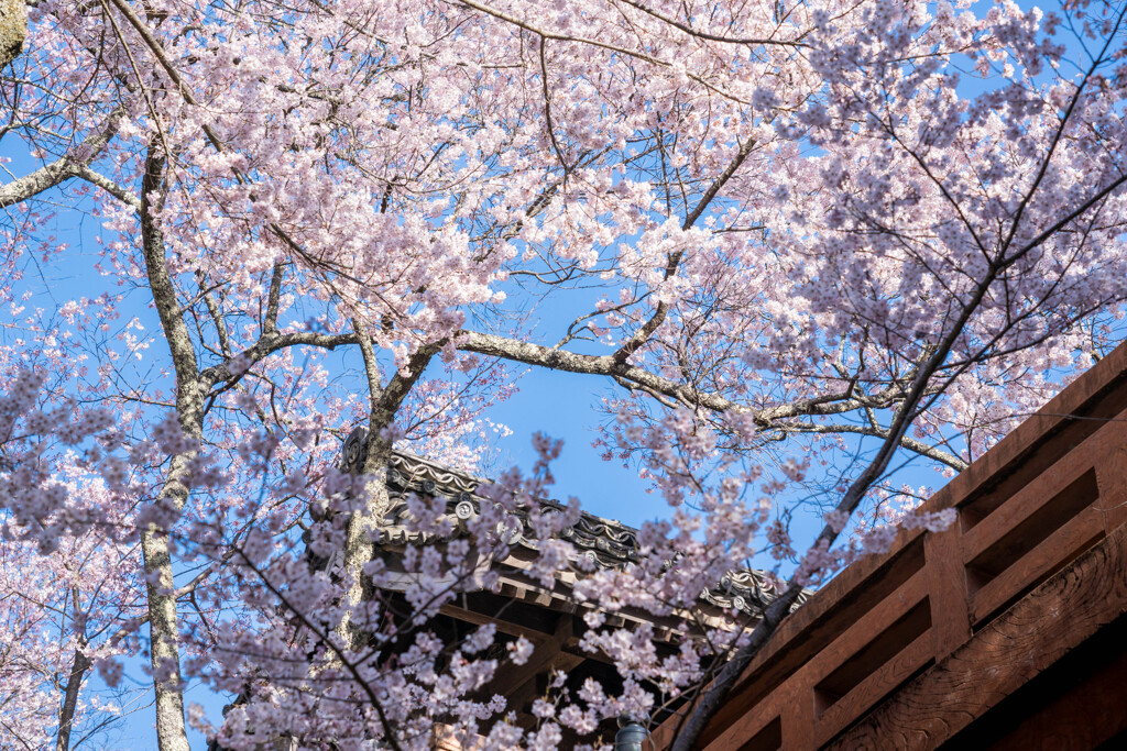 高遠の桜