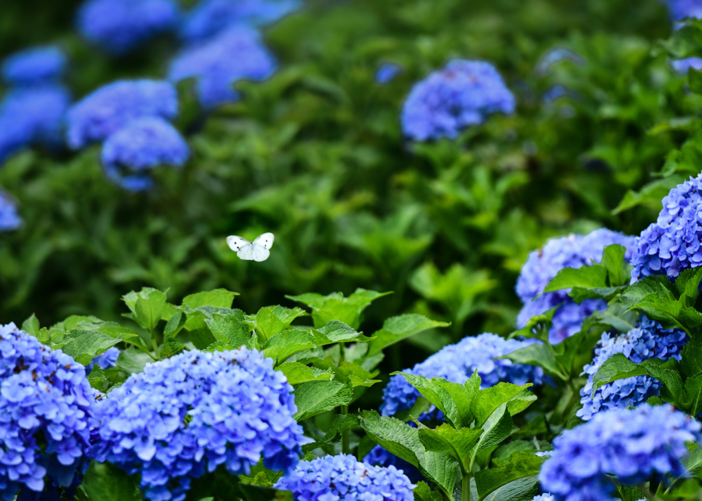 花園に舞う