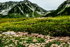 室堂平のお花畑