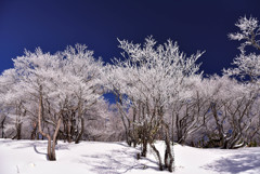 冬の桜