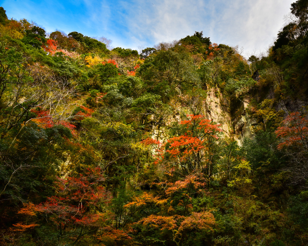 紅葉が登る天狗柱岩