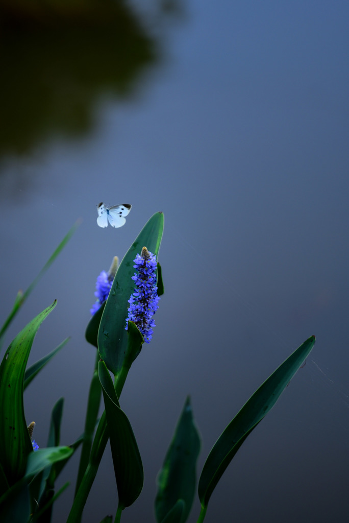 花と蝶