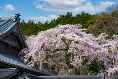 御寺の枝垂れ桜