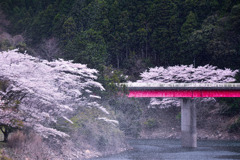 桜霧