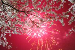 赤い夜の夜桜
