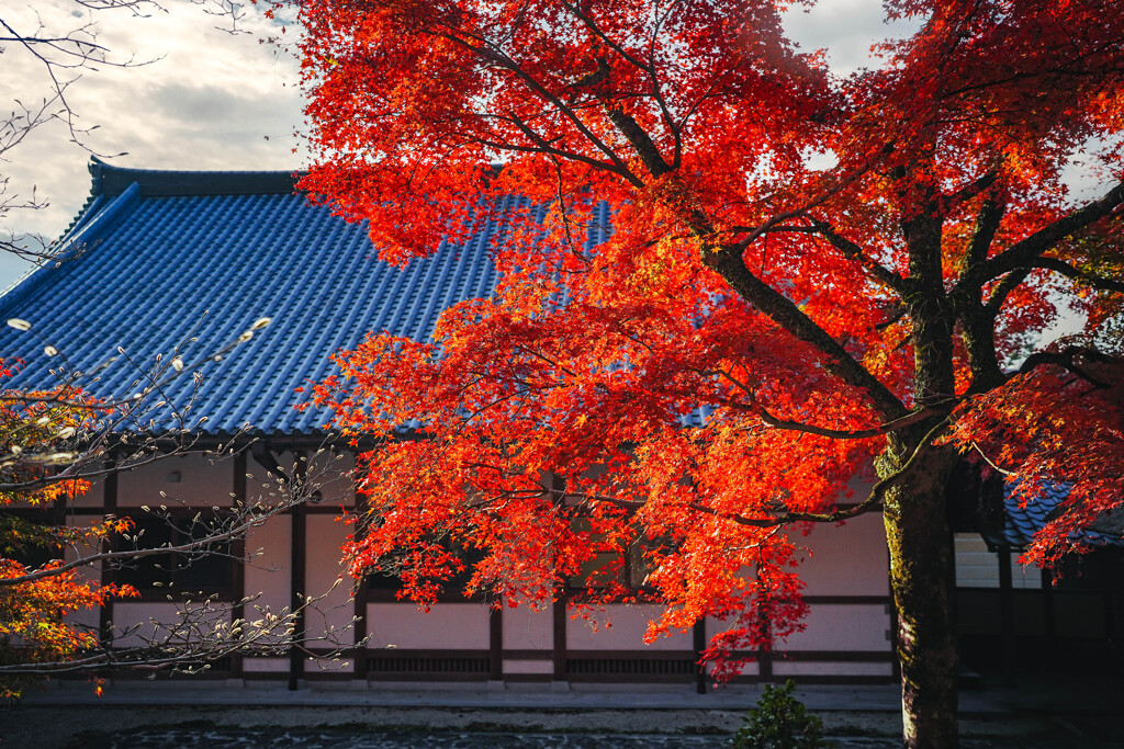 朝の紅葉