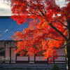 朝の紅葉