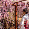 梅に和装