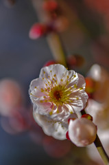 紅梅