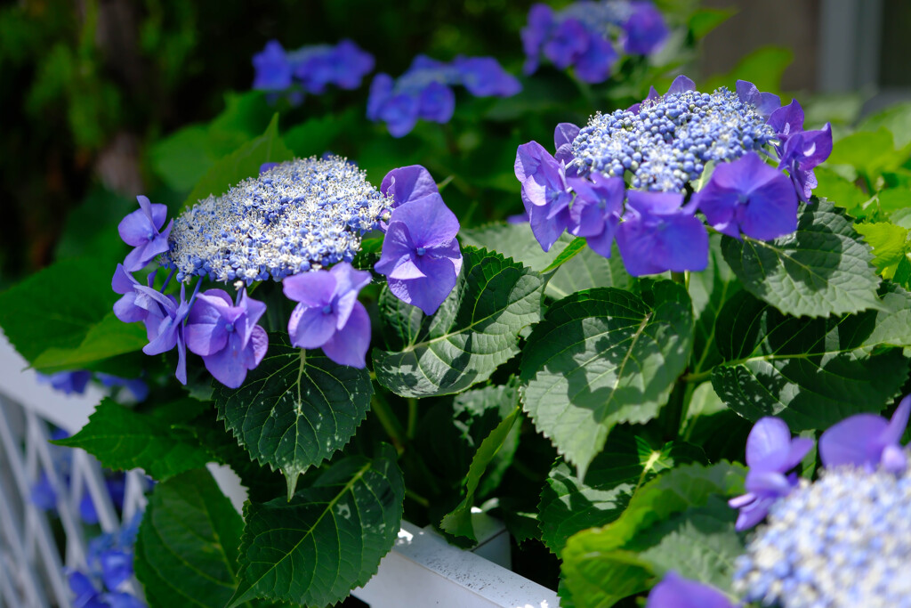 ご近所の紫陽花