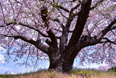 桜日和