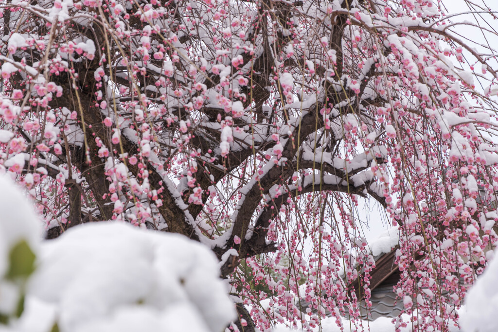 季節の移ろい（冬）