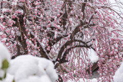 季節の移ろい（冬）