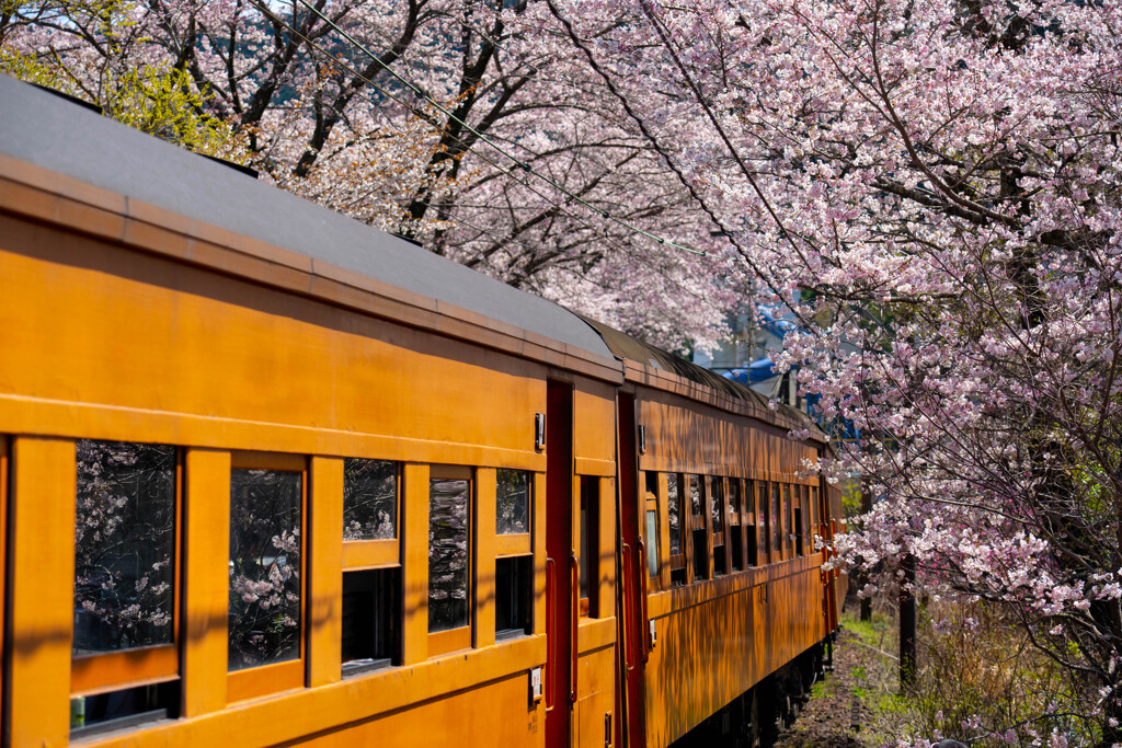 御花見列車