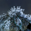 枝垂れ桜のあるお寺