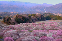 朝の梅林と峰々