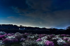 夜空の下の梅