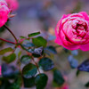 薔薇に霜