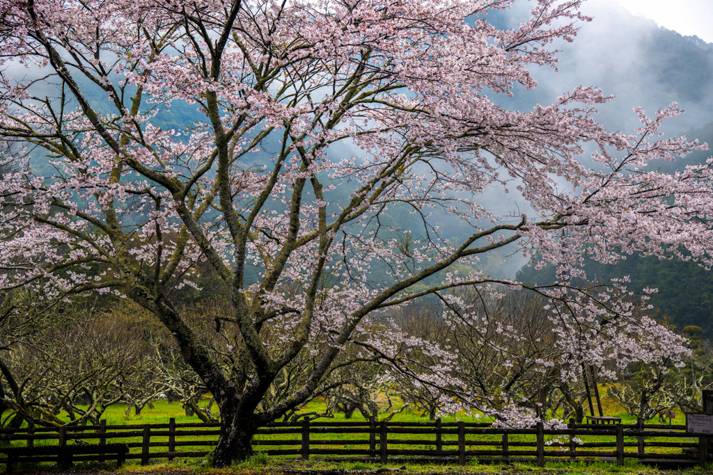 山霧と桜