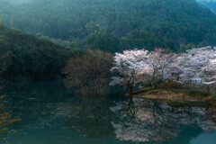 朝暘に桜