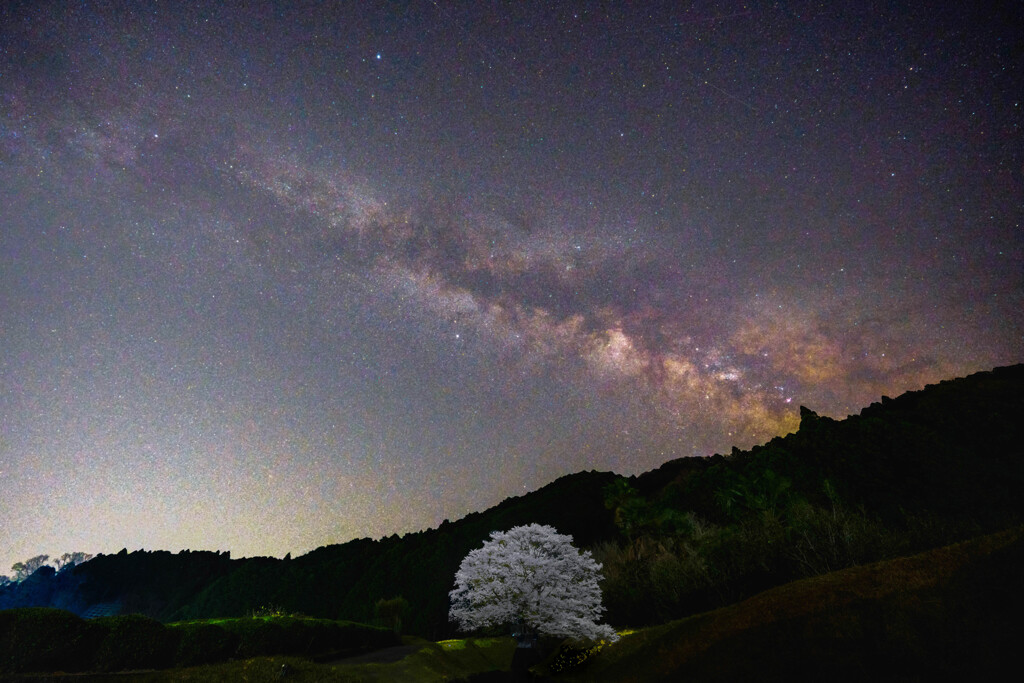 夜桜