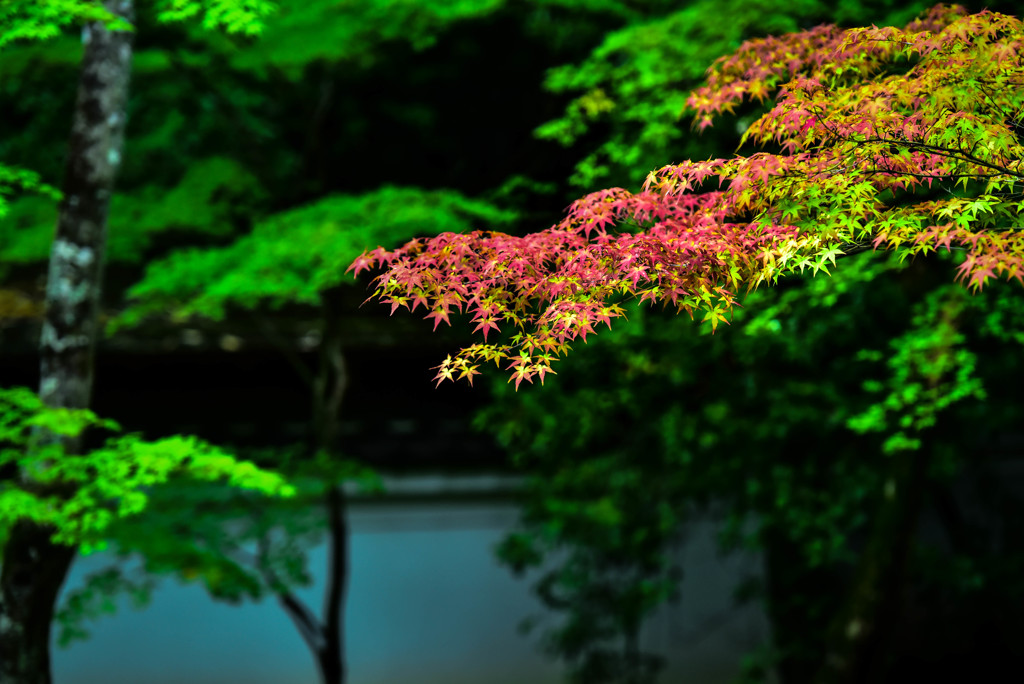 2016年紅葉　高桐院