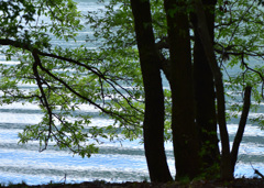 林より覗く青空を映す波紋　琵琶湖湖北