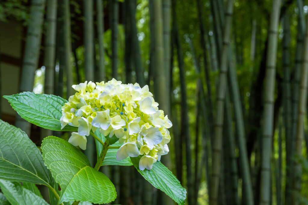 紫陽花と竹林