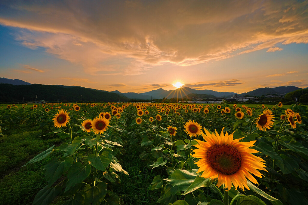 夕暮れの向日葵畑