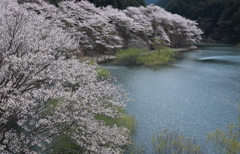 湖水山桜