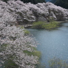 湖水山桜