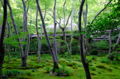 京都 祇王寺 悲恋