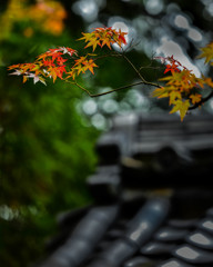 京の初秋