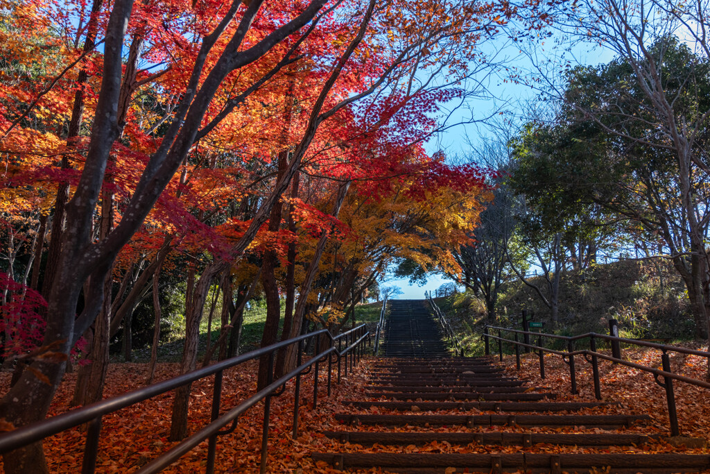 晩秋の公園