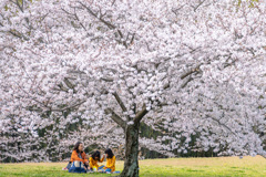 桜の木の下で