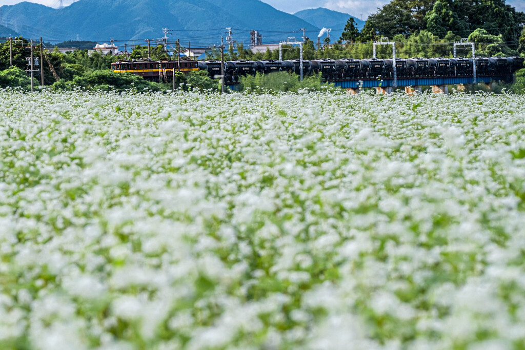 蕎麦畑を行く貨物列車