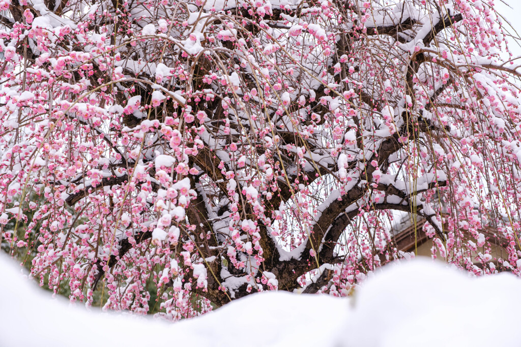 寒気に咲き誇る