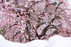 寒気に咲き誇る