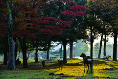 秋の奈良公園