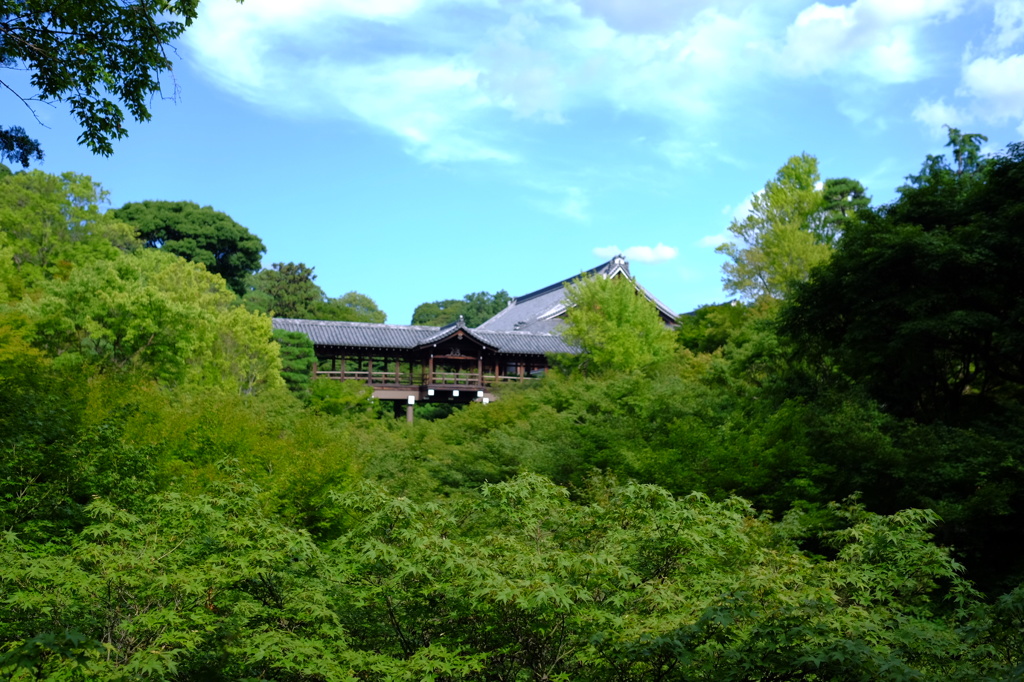 盛夏 東福寺