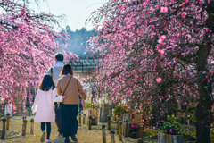 お花見