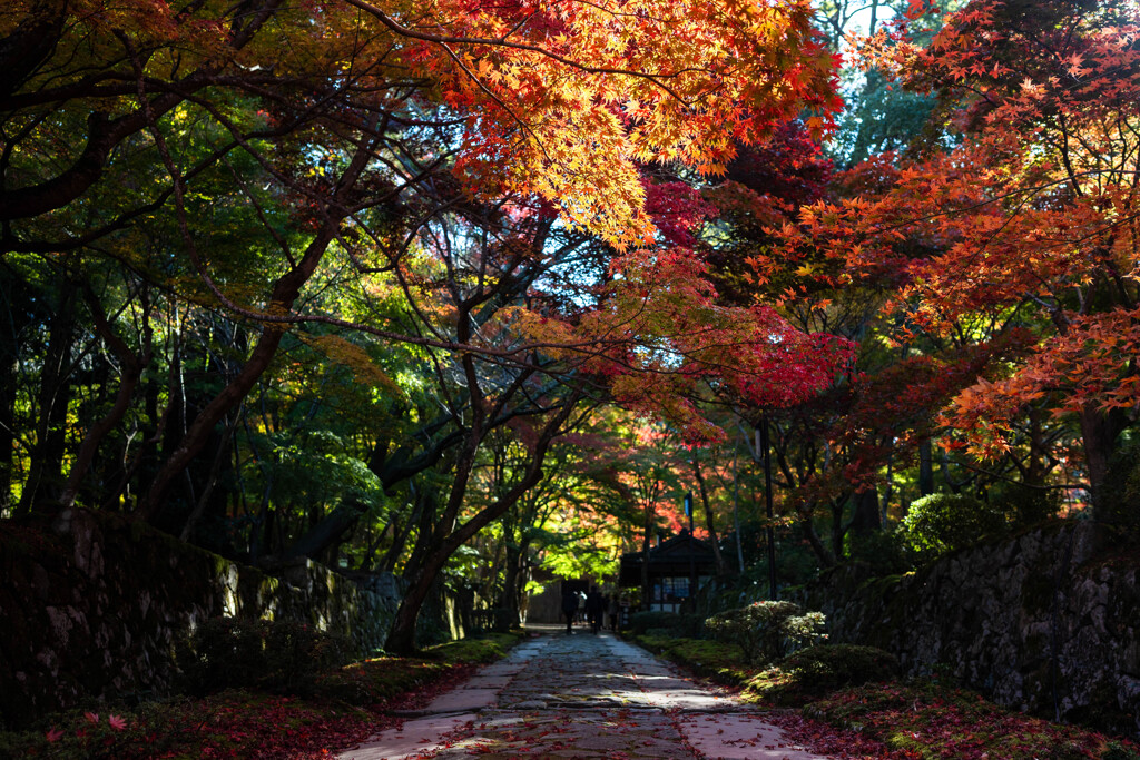 参道と紅葉