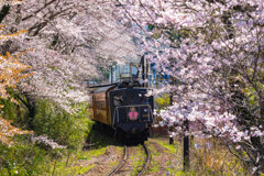 桜電車