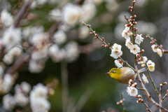 次はどの花へ