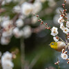 次はどの花へ
