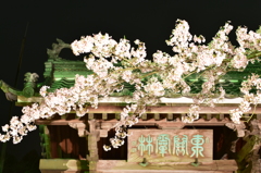 夜桜　桃林寺　