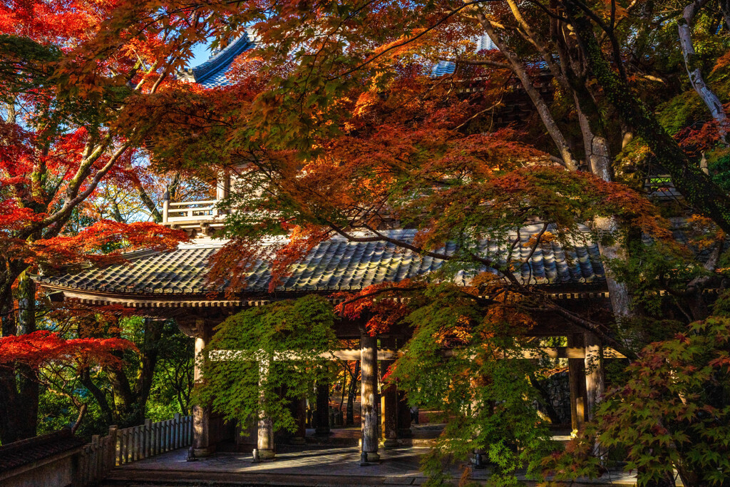 山門(裏)と紅葉