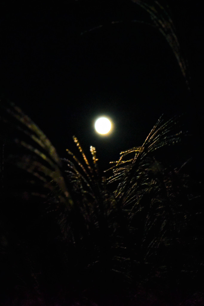 月夜に照るススキの穂