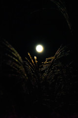 月夜に照るススキの穂